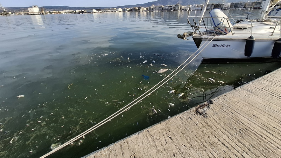 Νεκρά ψάρια του γλυκού νερού επιπλέουν στον Παγασητικό